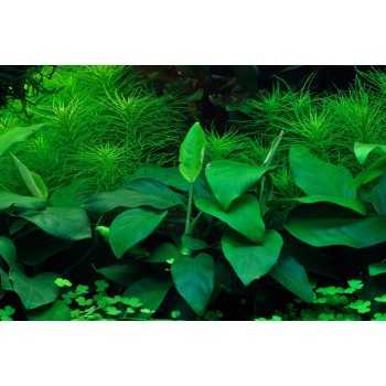 Anubias NANA BARTERS IN CUP - Tropica 2