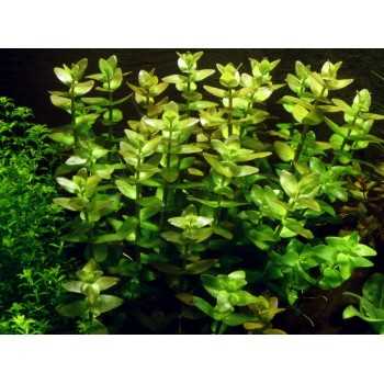 Bacopa Caroliniana à Coupe - Tropica 2