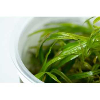 BLYXA JAPONICA IN CUP - Tropica 2