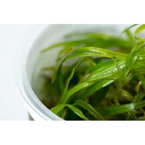 Blyxa japonica en coupe - Tropica