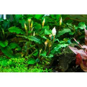 Bucephalandra Pygmaea Bukit Kelam en coupe - Tropica 2