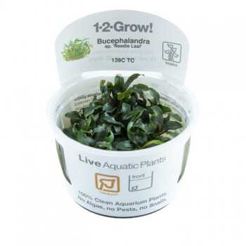 Bucephalandra Needle Leaf in cup - Tropica