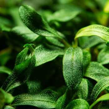 Bucephalandra Needle Leaf in cup - Tropica 2