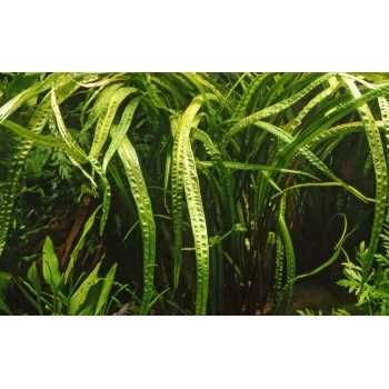 Cryptocoryne Crispatula in Cup - Tropica 2