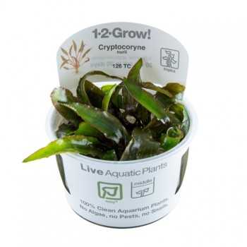 Cryptocoryne nurii in cup - Tropica