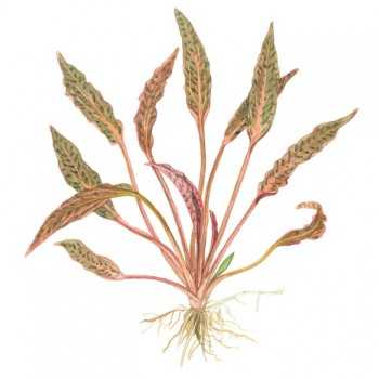 Cryptocoryne nurii in cup - Tropica 2