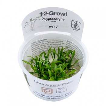 Cryptocoryne seemed in cup - Tropica