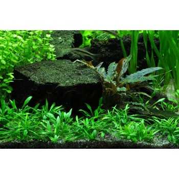 Cryptocoryne parva in cup - Tropica 2