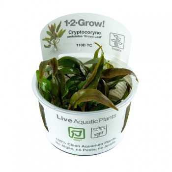 Cryptocoryne undulata Broad Leaf in cup - Tropica