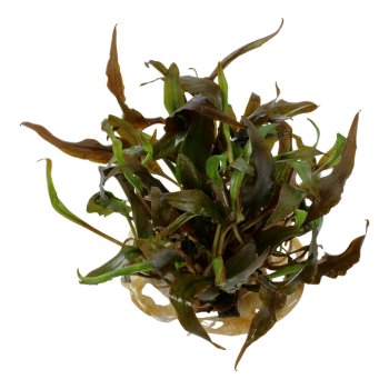 Cryptocoryne undulata Broad Leaf in cup - Tropica 2