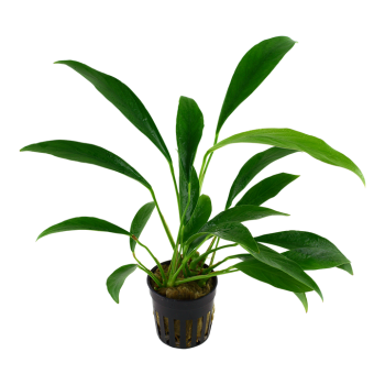 Anubias Bétones var. Glabra à Jar - Tropica