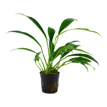 Anubias Bétones var. Glabra à Jar - Tropica 2