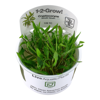 Cryptocoryne wenditii Green in cup - Tropica