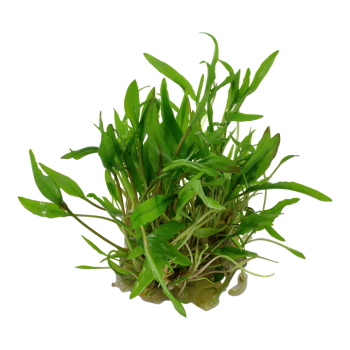 Cryptocoryne wenditii Green in cup - Tropica 2