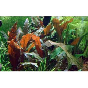 Cryptocoryti Wendentii Mi Oya in Cup - Tropica 2