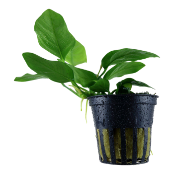Anubias Barters Var. NANA in jar - Tropica