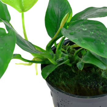 Anubias Barters Var. NANA in jar - Tropica 2