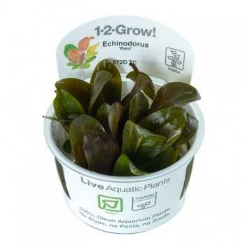 Echinodorus kidneys in cup - Tropica