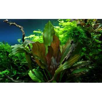 Echinodorus kidneys in cup - Tropica 2