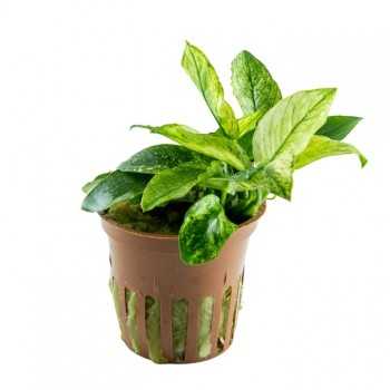 Anubias Bétones var. Nana 'Pinto' dans Jar - Tropica