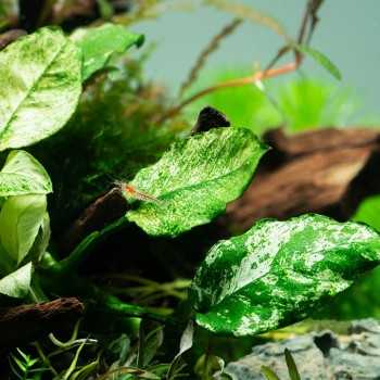 Anubias Barters Var. NANA 'Pinto' in jar - Tropica 2