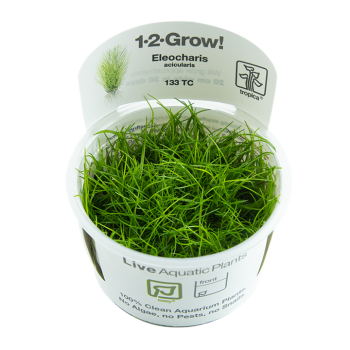 Elecharis Acicularis in Cup - Tropica