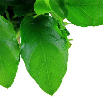 Anubias Barters Var. NANA 'LARGE' in jar - Tropica 2