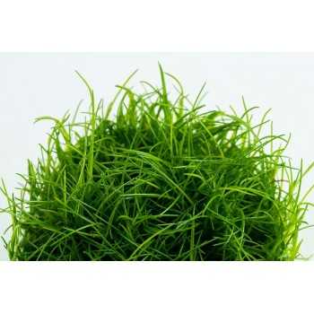 Elecharis Acicularis in Cup - Tropica 2