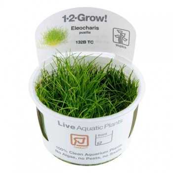 Elecharis mini pusilla en coupe - Tropica