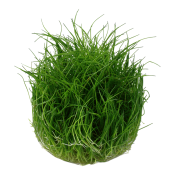 Eleocharis pusilla Mini in cup - Tropica 2