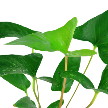 Anubias Gracilis in jar - Tropica 2