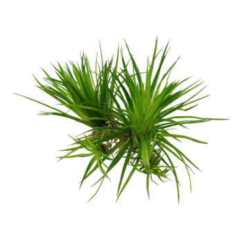 Eriocaulon cinereum in cup - Tropica 2