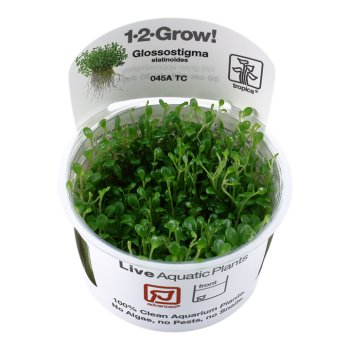 GLOSSOSTIGMA ELAINOOODES EN CUP - Tropica
