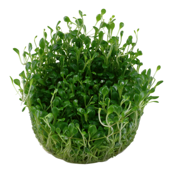 GLOSSOSTIGMA ELAINOOODES EN CUP - Tropica 2