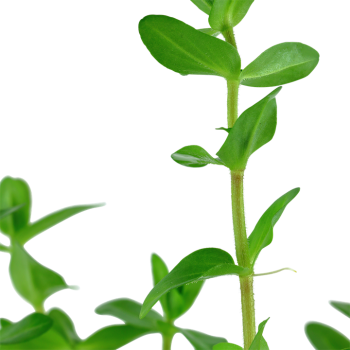 Bacopa carolinien à Jar - Tropica 2