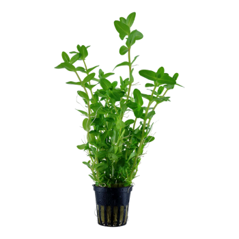 Carolinian Bacopa in Jar - Tropica
