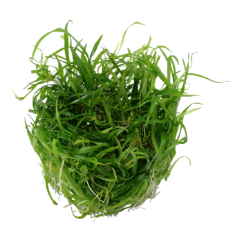 Helanthium Tenellum Green in Cup - Tropica 2