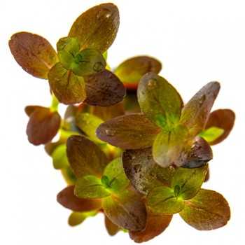 BACOPA Salzmannii 'Purple' in jar - Tropica 2