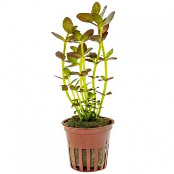 BACOPA Salzmannii 'Purple' in jar - Tropica