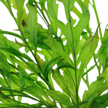 Bolbittis Heudeelotii dans Jar - Tropica 2