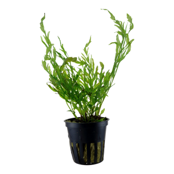 Bolbittis Heudeelotii dans Jar - Tropica