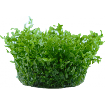Hémanthus micanthemoides dans la tasse - Tropica 2