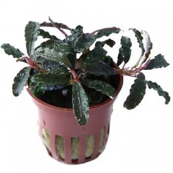 Bucephalandra 'Kedagang' in vasetto- Tropica