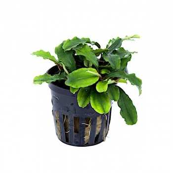 Bucephalandra Pygmaea 'Bukit Kelam' in jar - Tropica