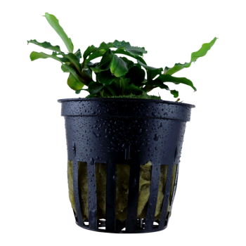 Bucephalandra pygmaea 'Bukit Kelam' in vasetto - Tropica 2