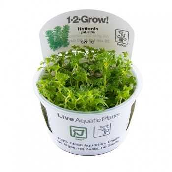 Hottonia Palustris in Cup - Tropica