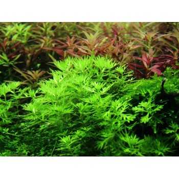 Hottonia Palustris in Cup - Tropica 2