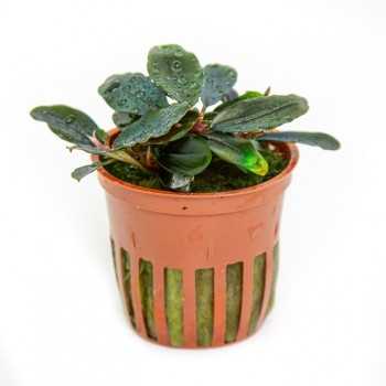 Bucephalandra Sordula 'Blue' - Tropica