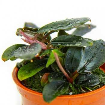 Bucephalandra sordidula 'Blue' - Tropica 2