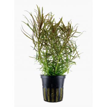 Pogostemon Stellatus in Jar - Tropica